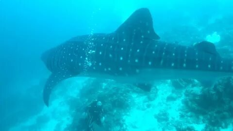 Whale Shark Encounter Maldives